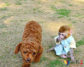 宠物小猴子的视频,宠物小猴子的欢乐日常