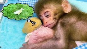 宠物小猴子的视频,宠物小猴子的欢乐日常