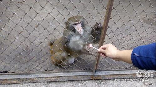 宠物小猴子的视频,宠物小猴子的欢乐日常