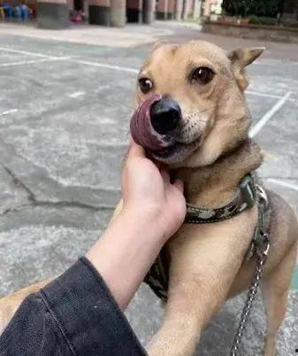 宰鸭视频,揭秘宰鸭过程