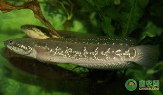 七星鱼养殖视频,视频教程带你轻松入门