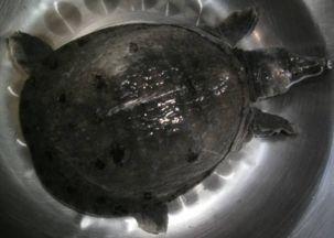 甲鱼处理方法视频,视频教学,轻松掌握烹饪技巧