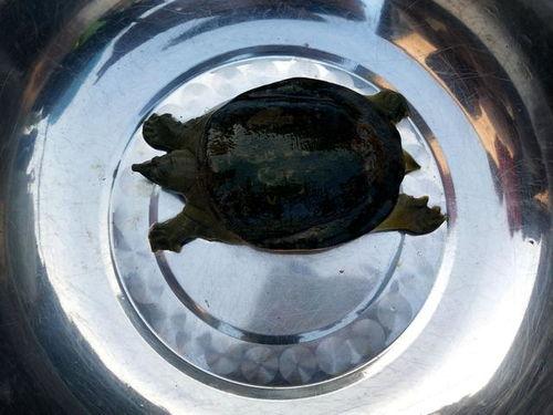 甲鱼处理方法视频,视频教学,轻松掌握烹饪技巧