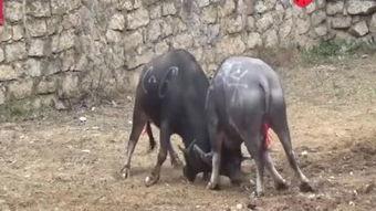 贵州重量级斗牛视频,重量级对决，热血沸腾的角斗场