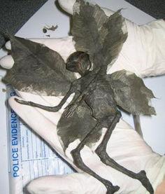 世界神秘生物视频,世界奇观视频大揭秘