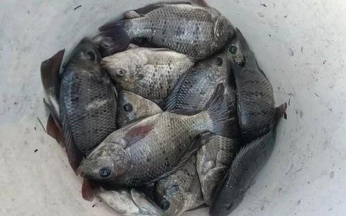 罗非鱼视频,视频揭秘养殖技巧与观赏价值